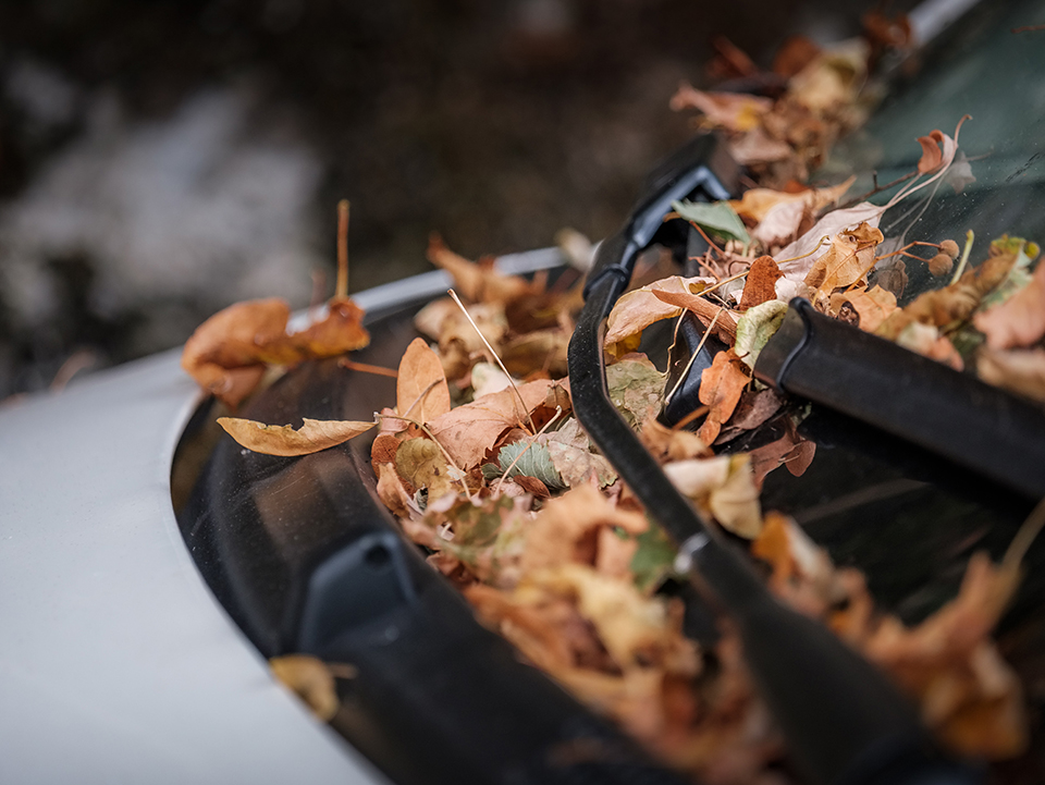 Cómo evitar que las hojas secas dañen tu coche en otoño